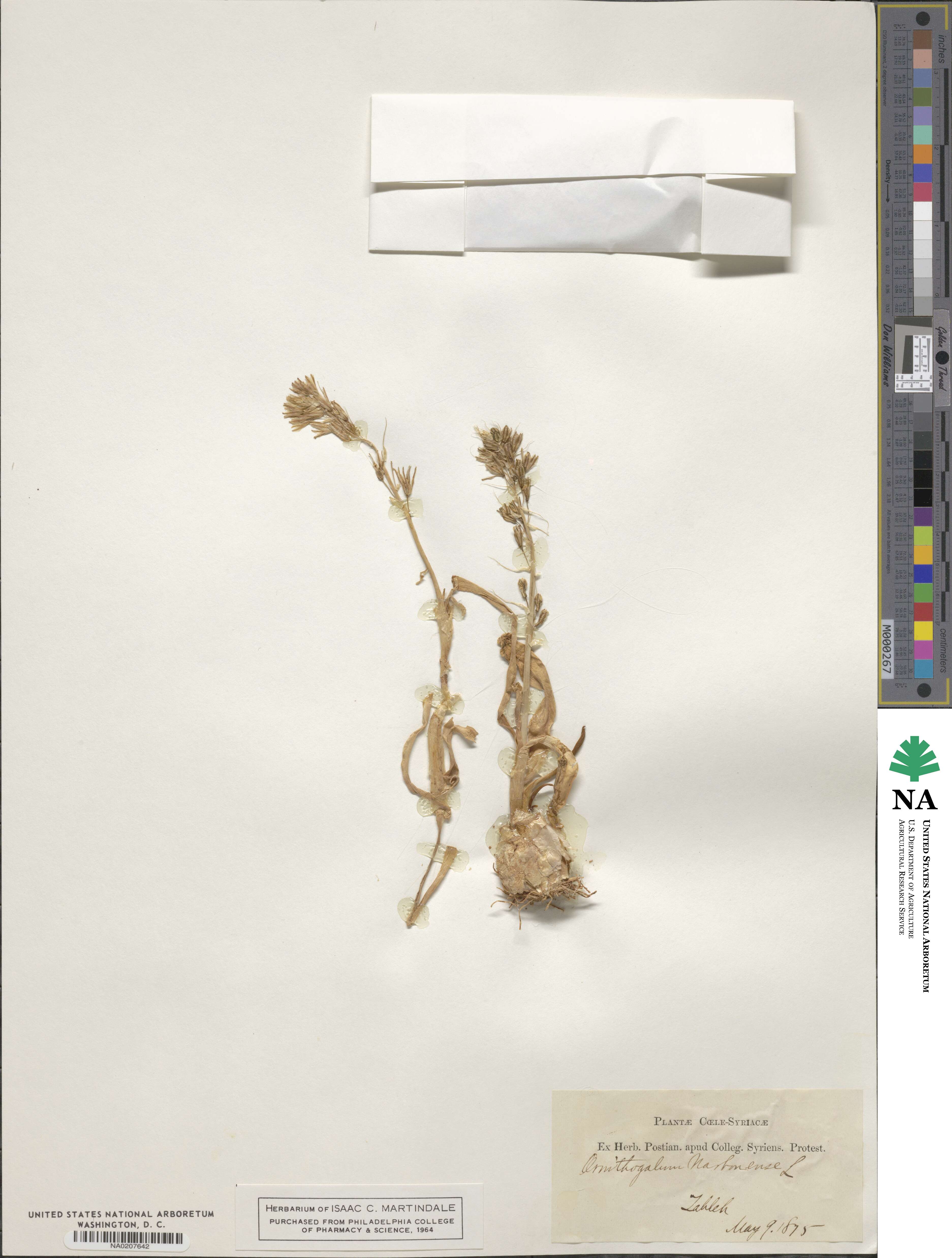 Ornithogalum image
