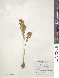 Image of Ornithogalum dubium