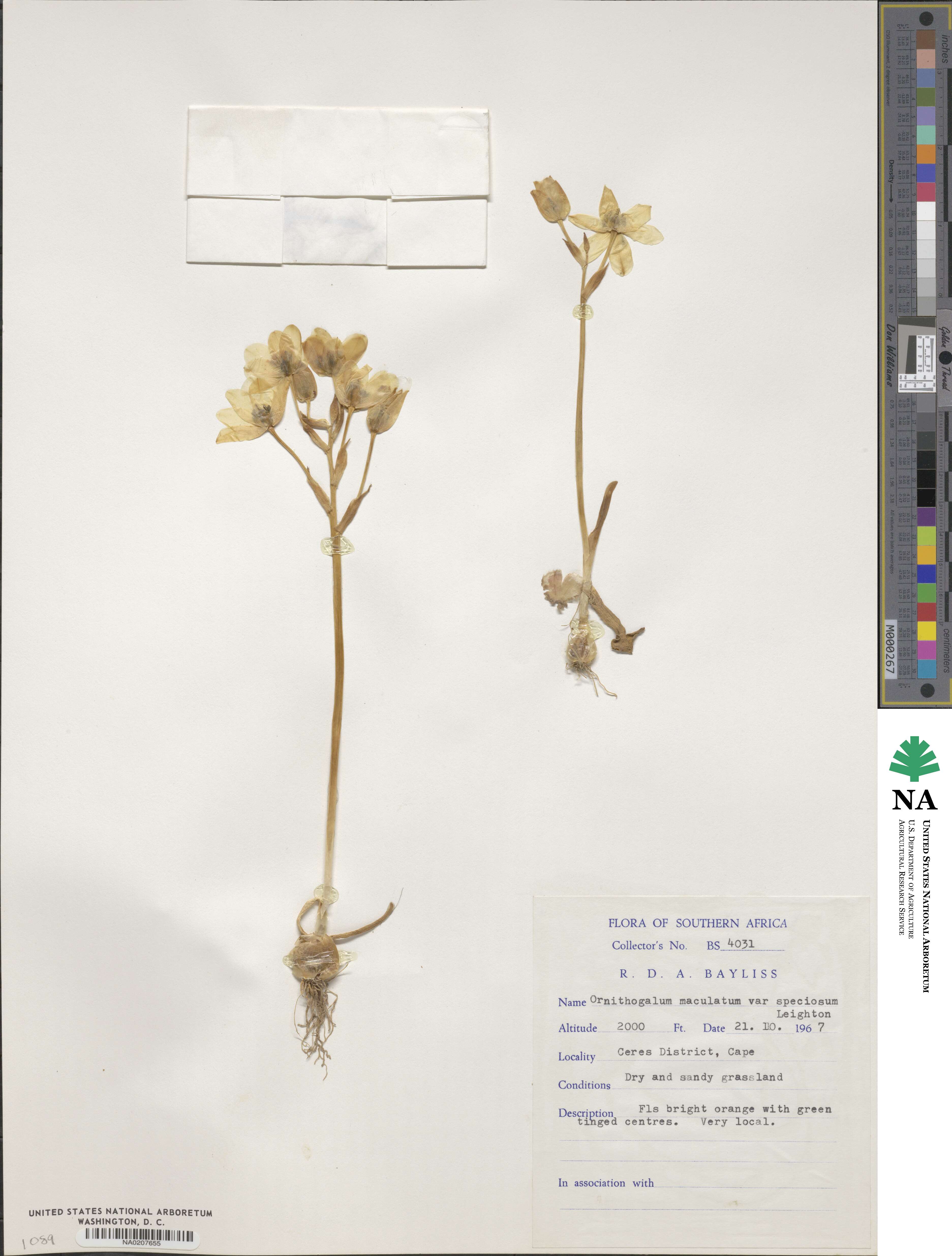 Ornithogalum maculatum image