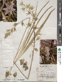 Ornithogalum nutans image