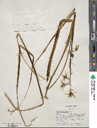 Ornithogalum nutans image