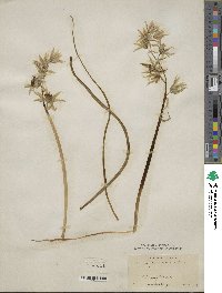 Ornithogalum nutans image