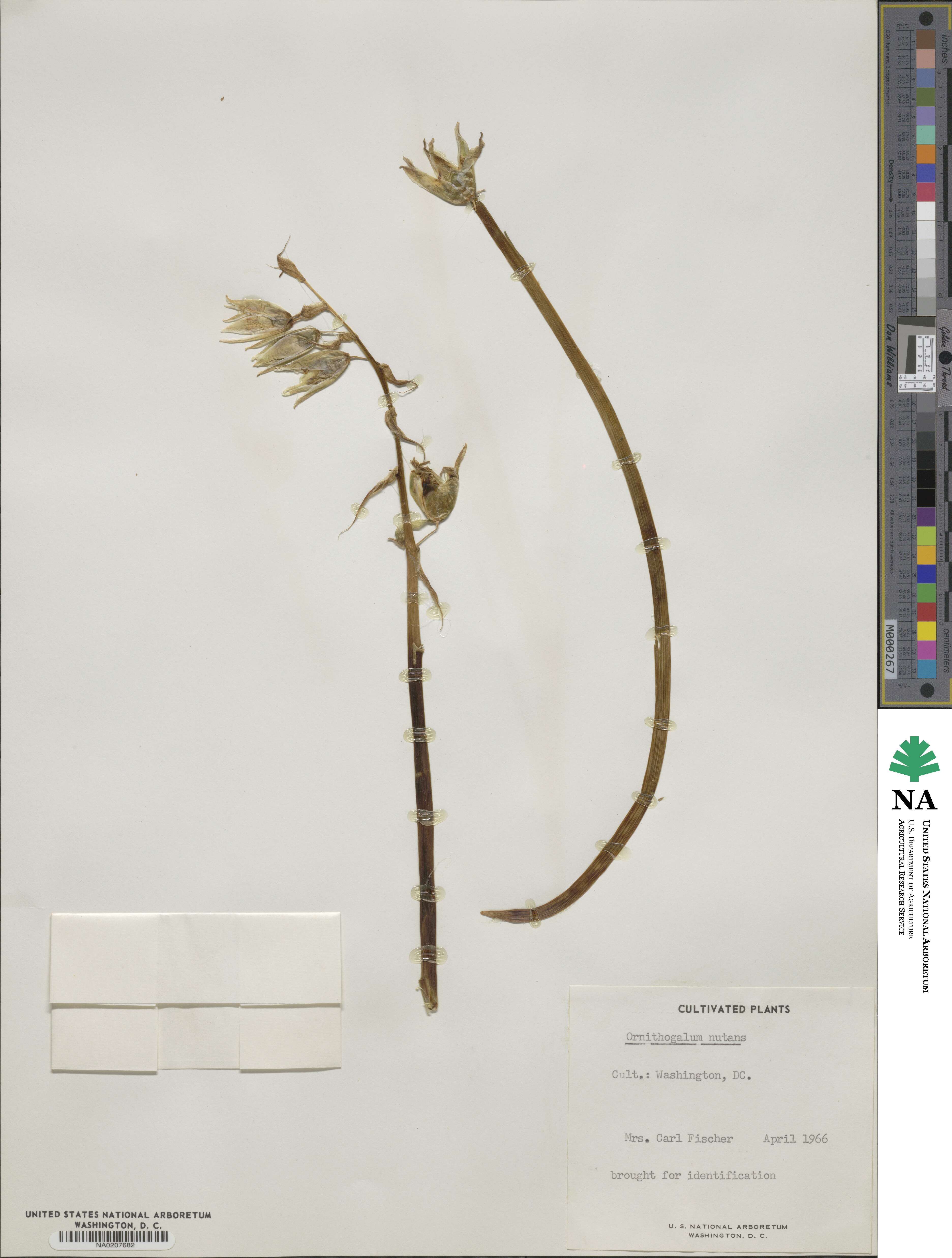 Ornithogalum nutans image