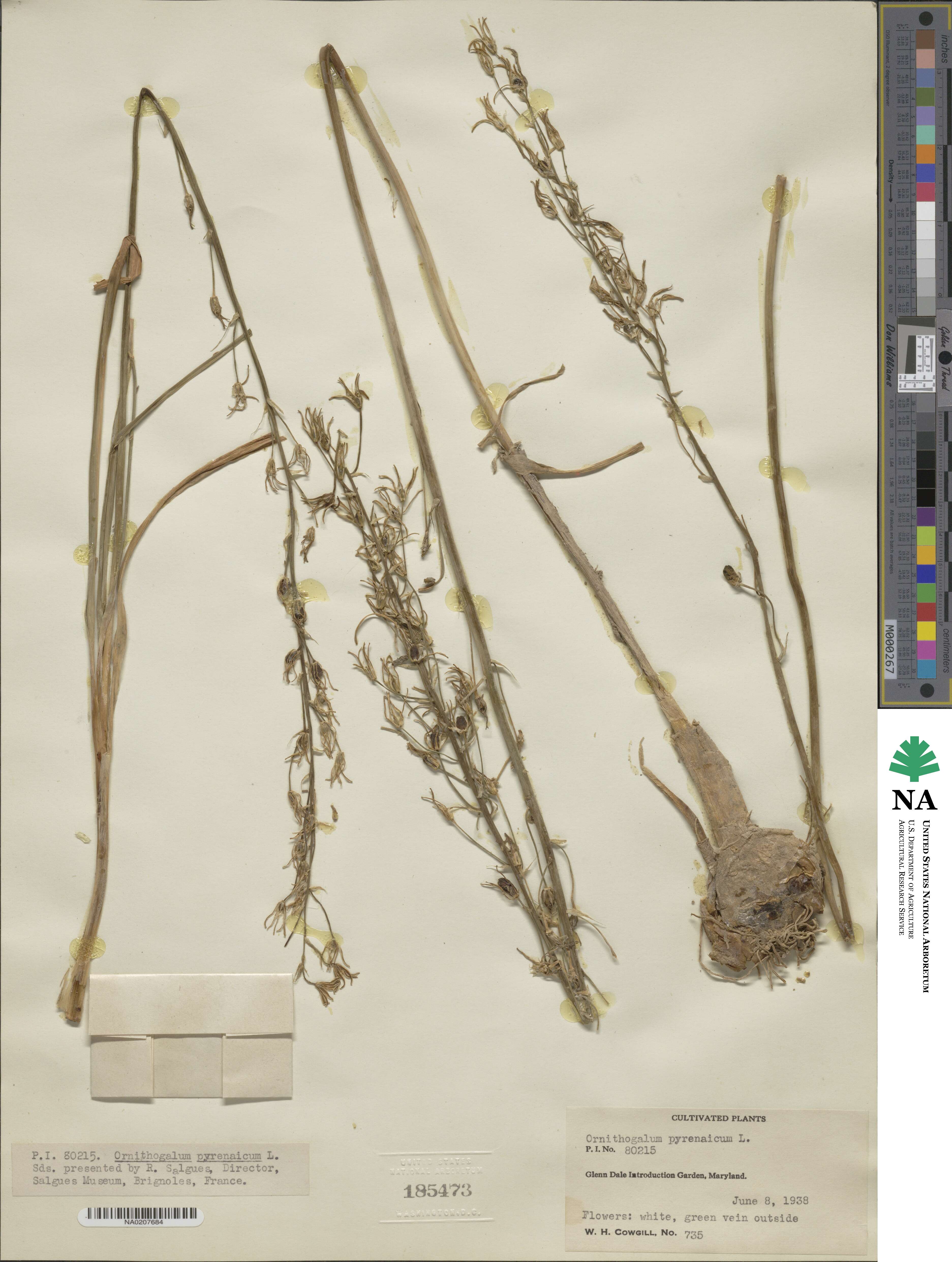Ornithogalum pyrenaicum image