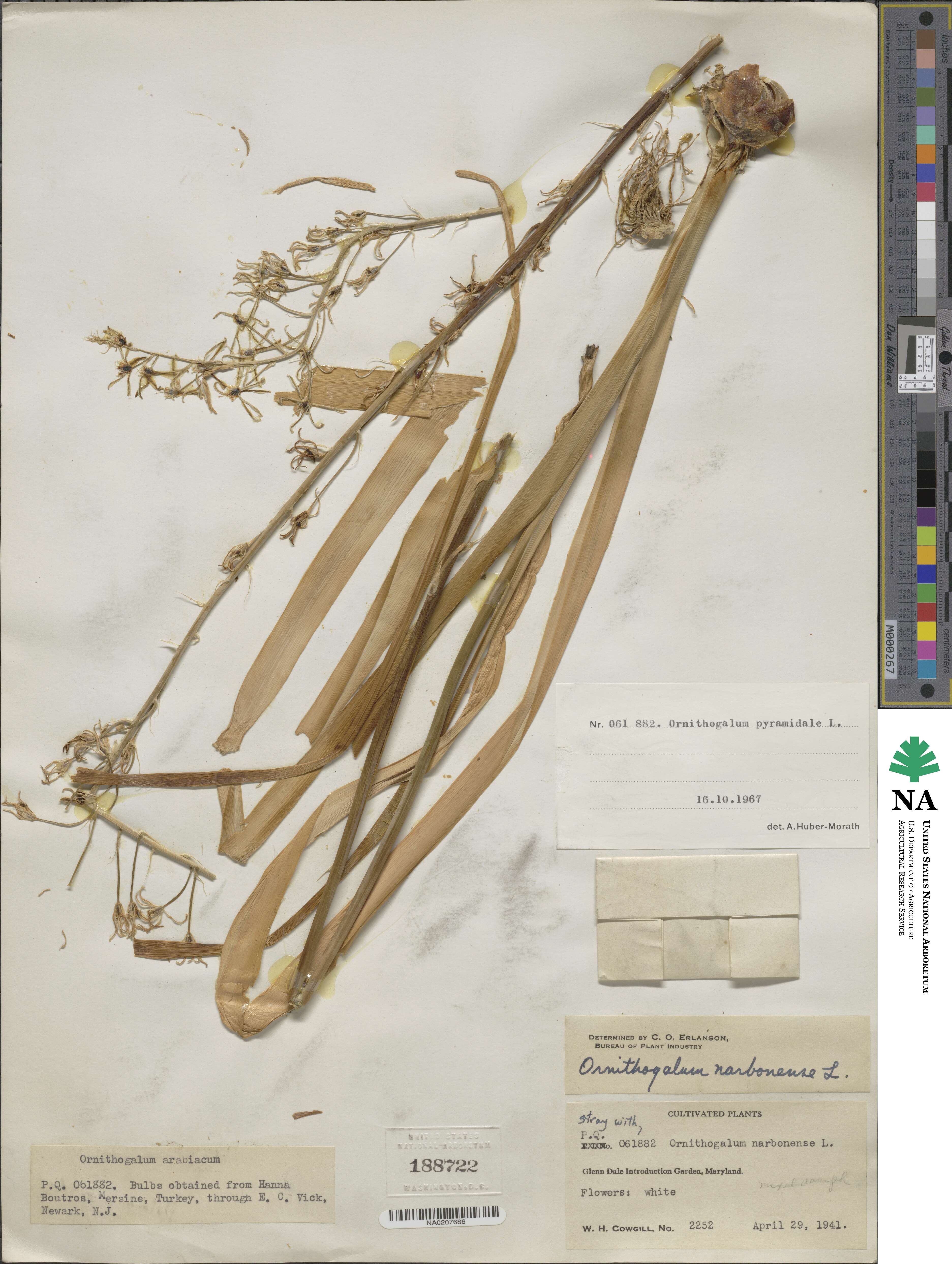Ornithogalum pyramidale image