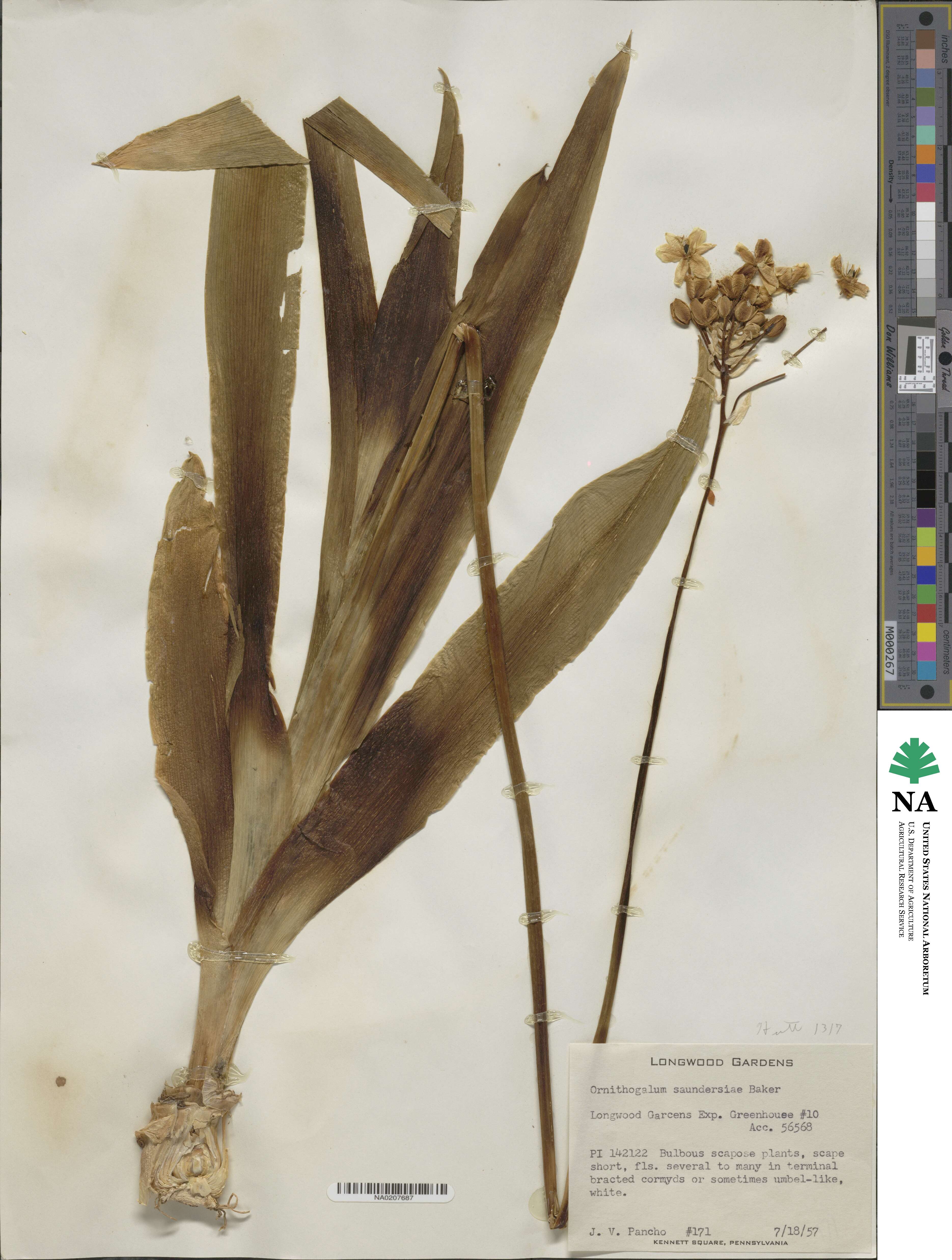 Ornithogalum saundersiae image