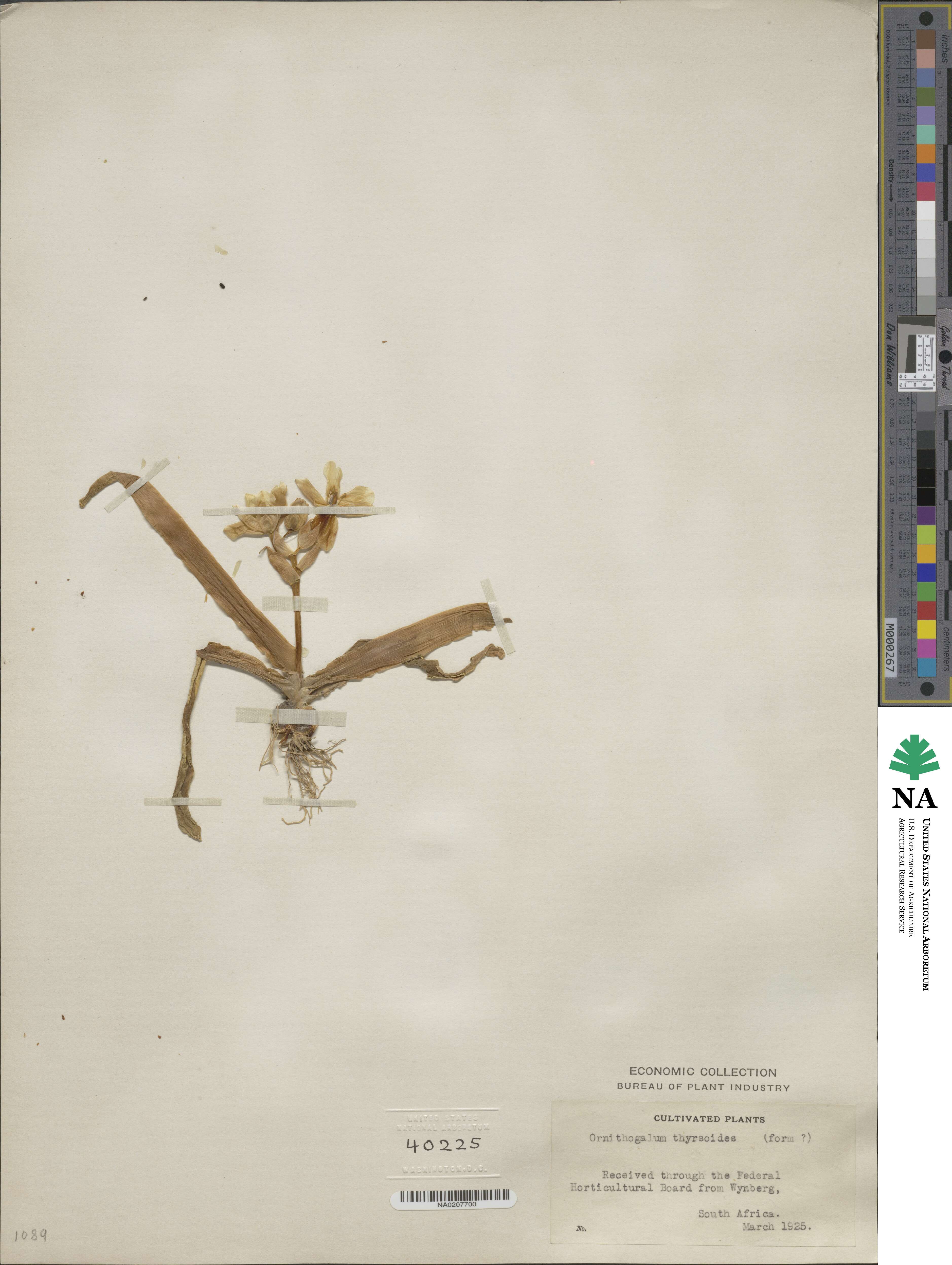 Ornithogalum thyrsoides image