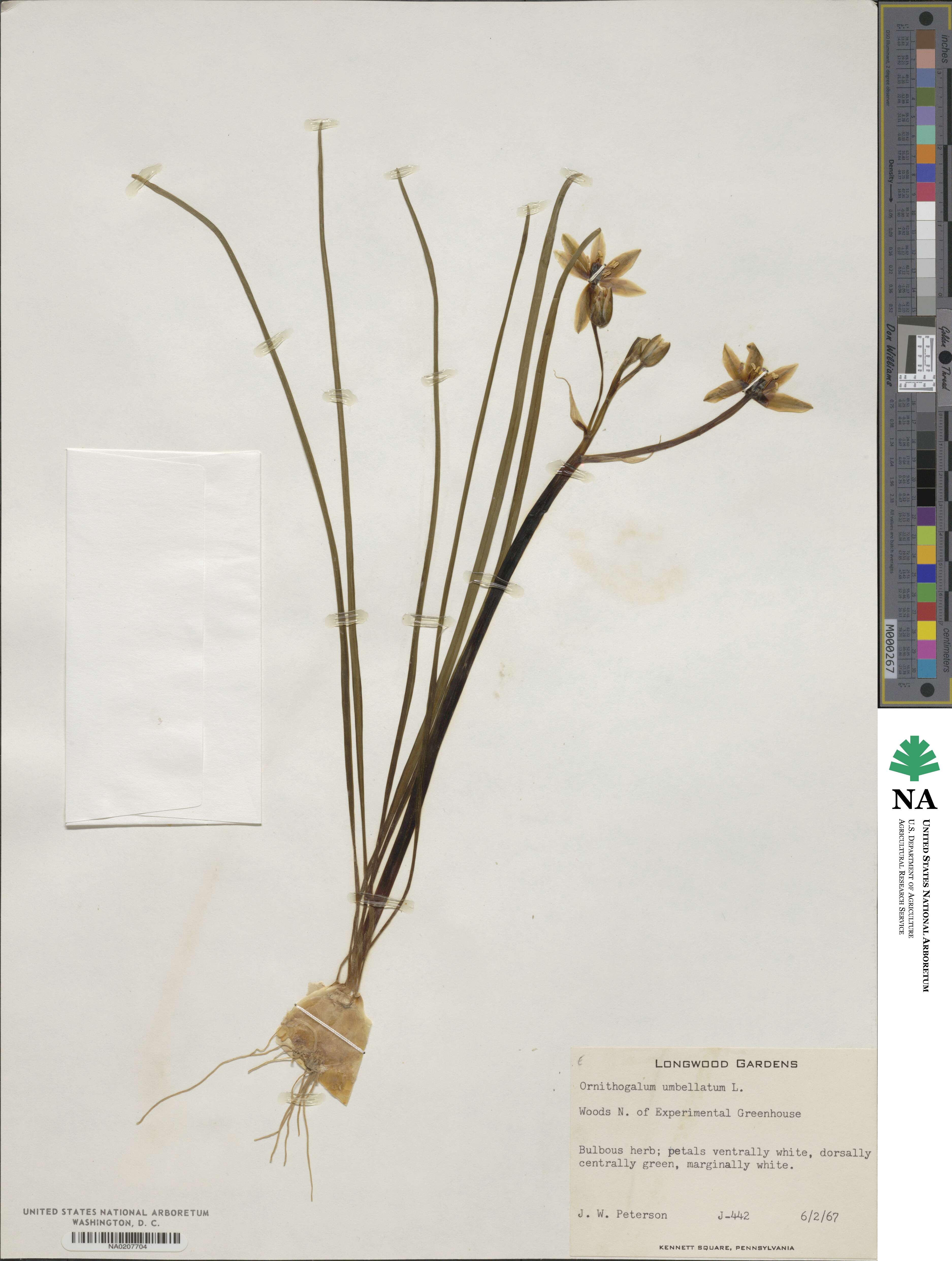 Ornithogalum umbellatum image