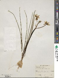 Ornithogalum umbellatum image