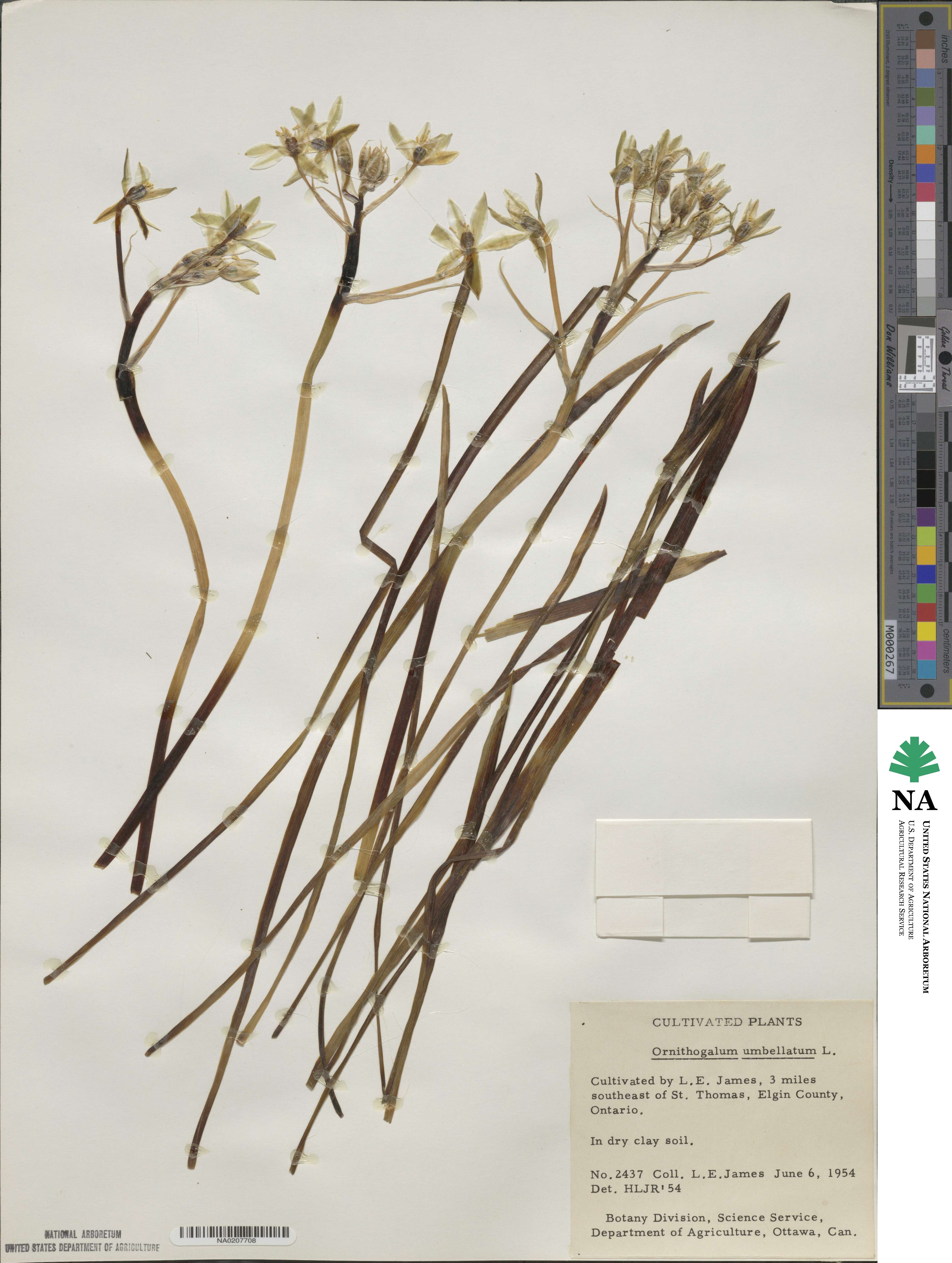 Ornithogalum umbellatum image
