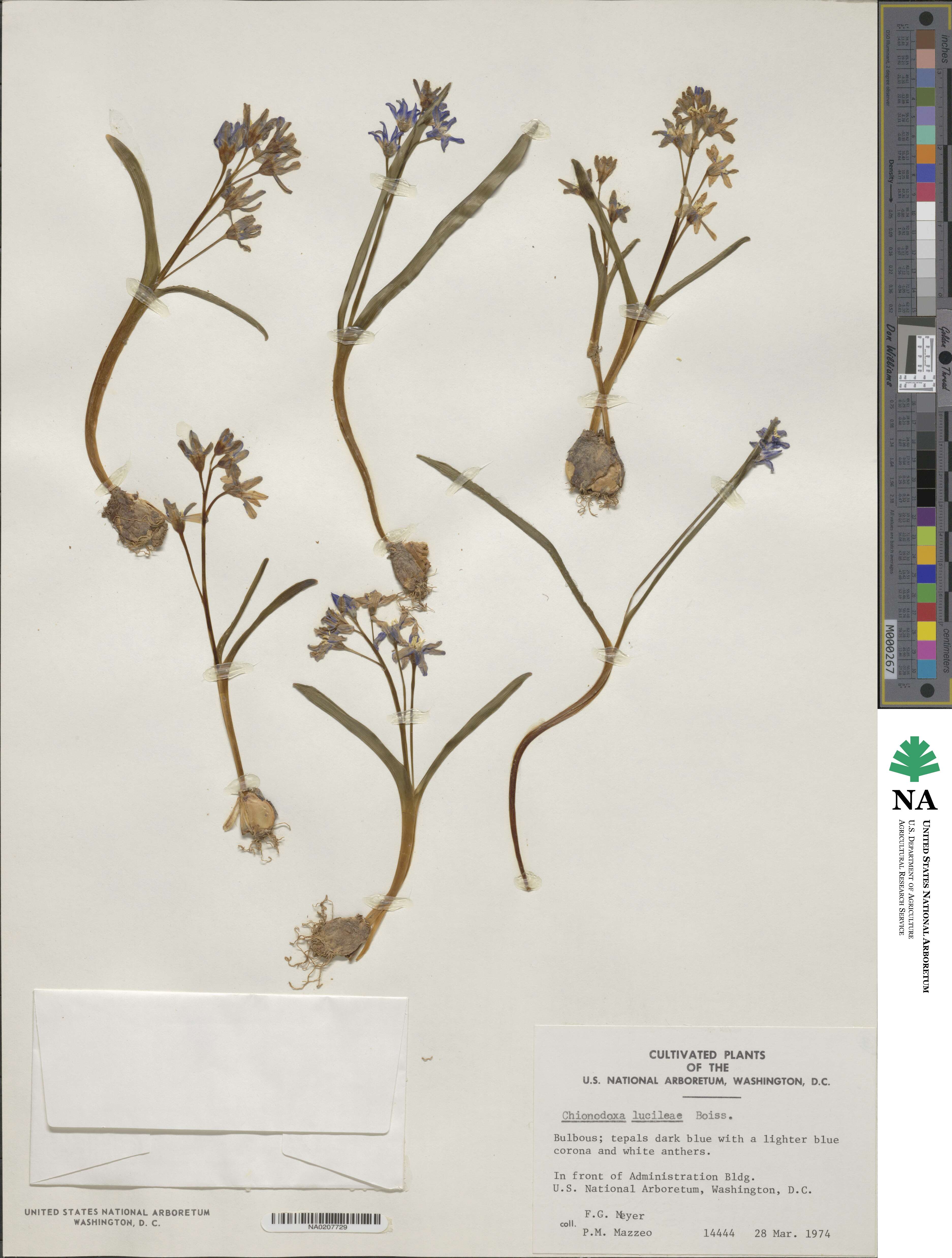 Scilla luciliae image
