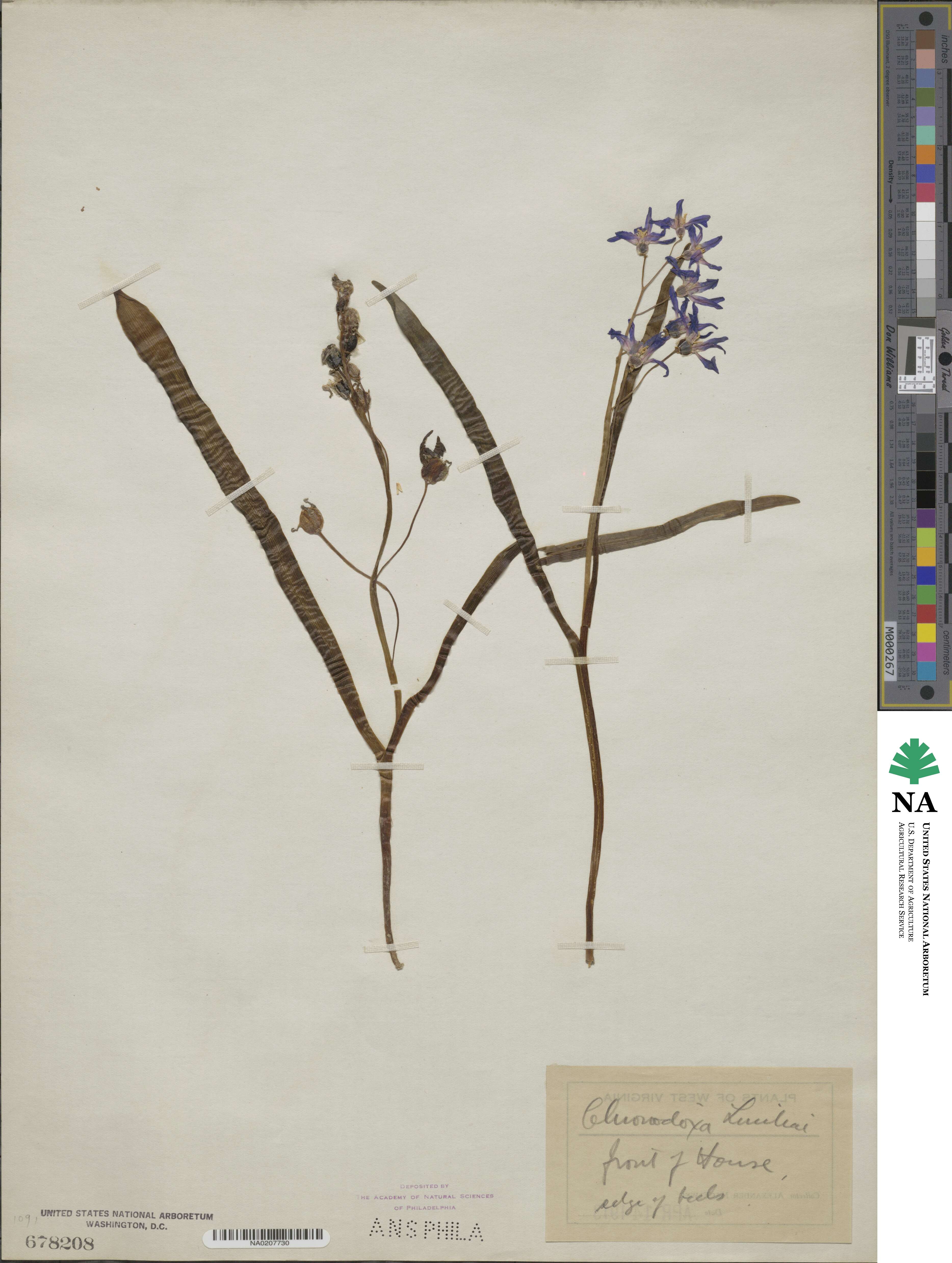 Scilla luciliae image