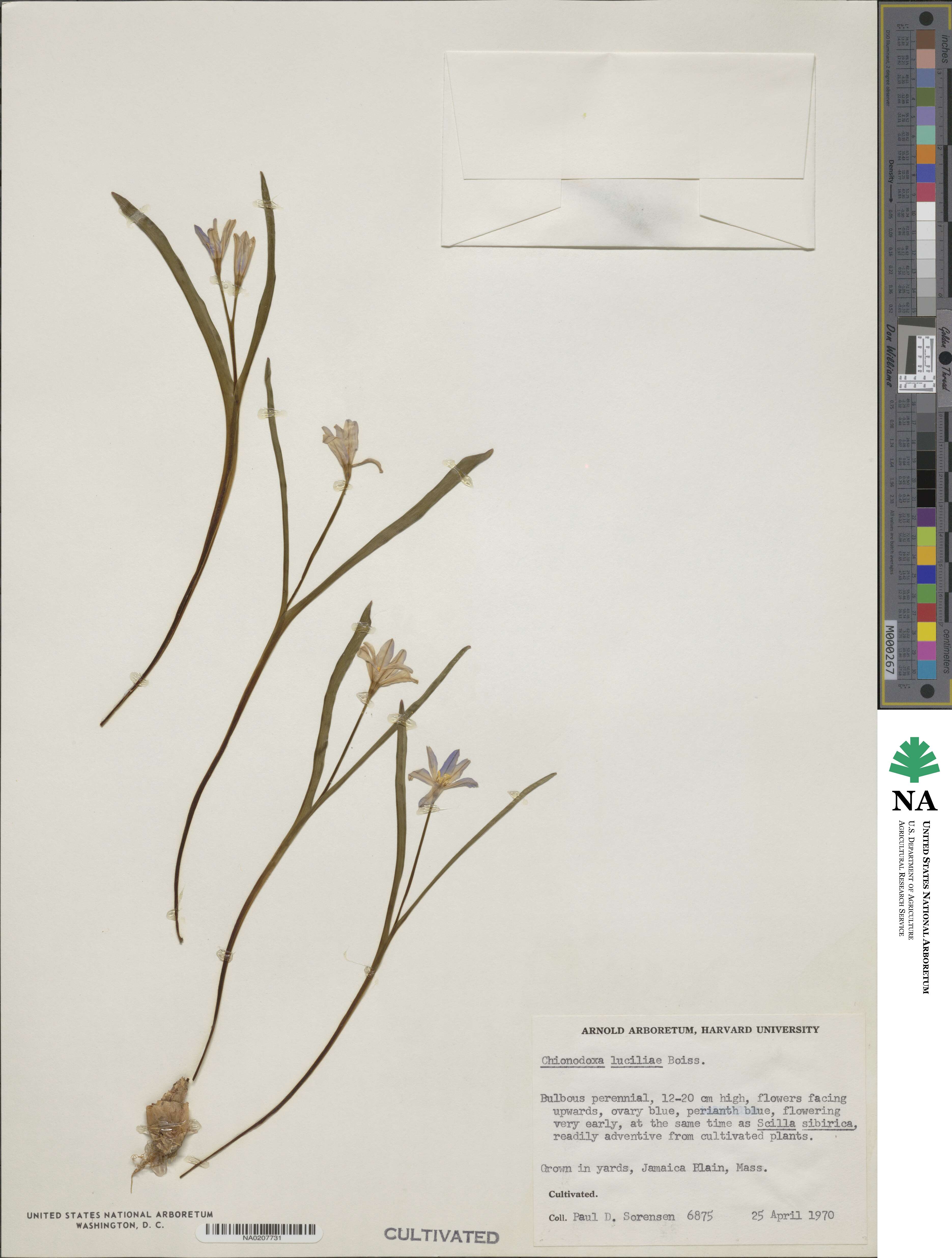 Scilla luciliae image
