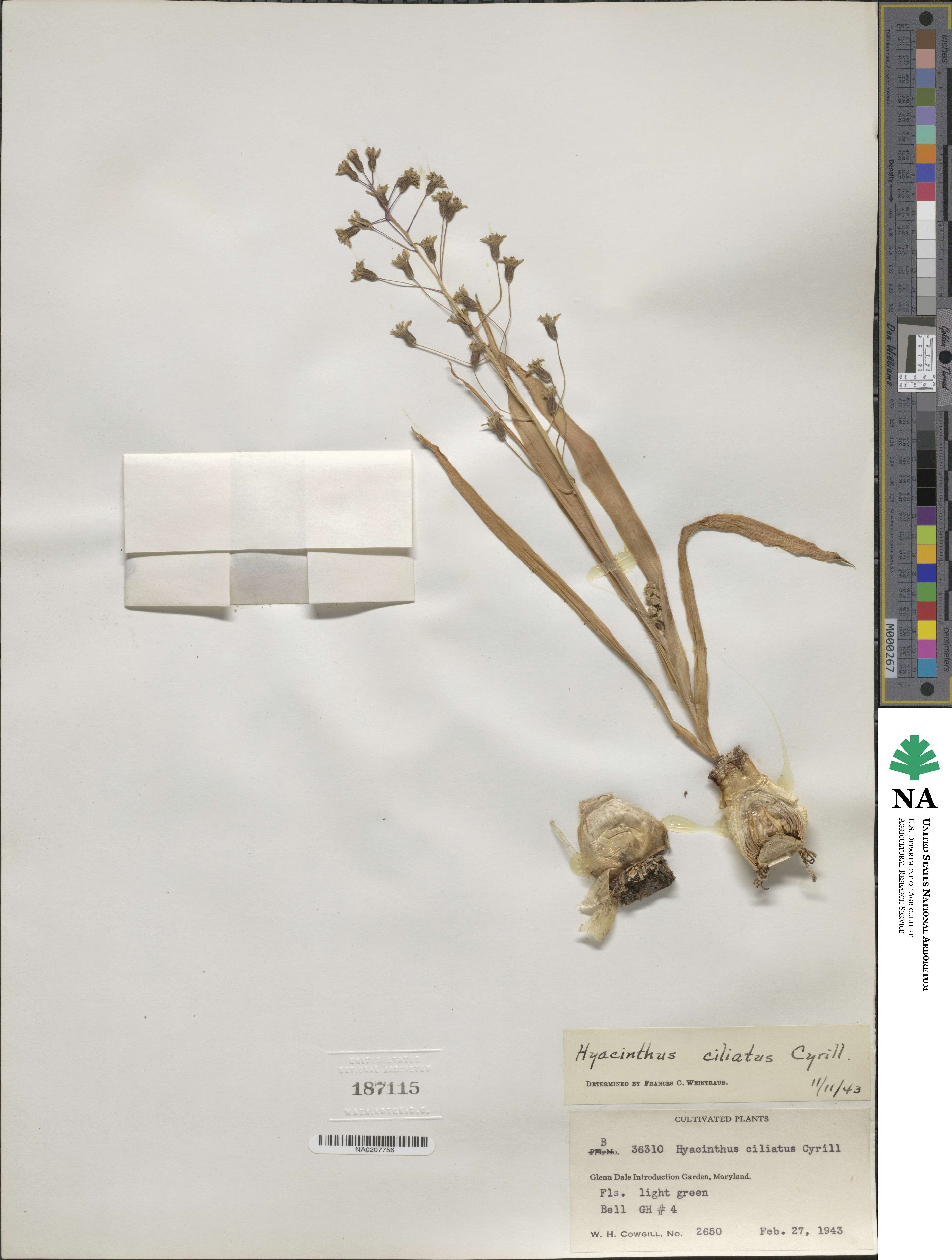 Bellevalia ciliata image
