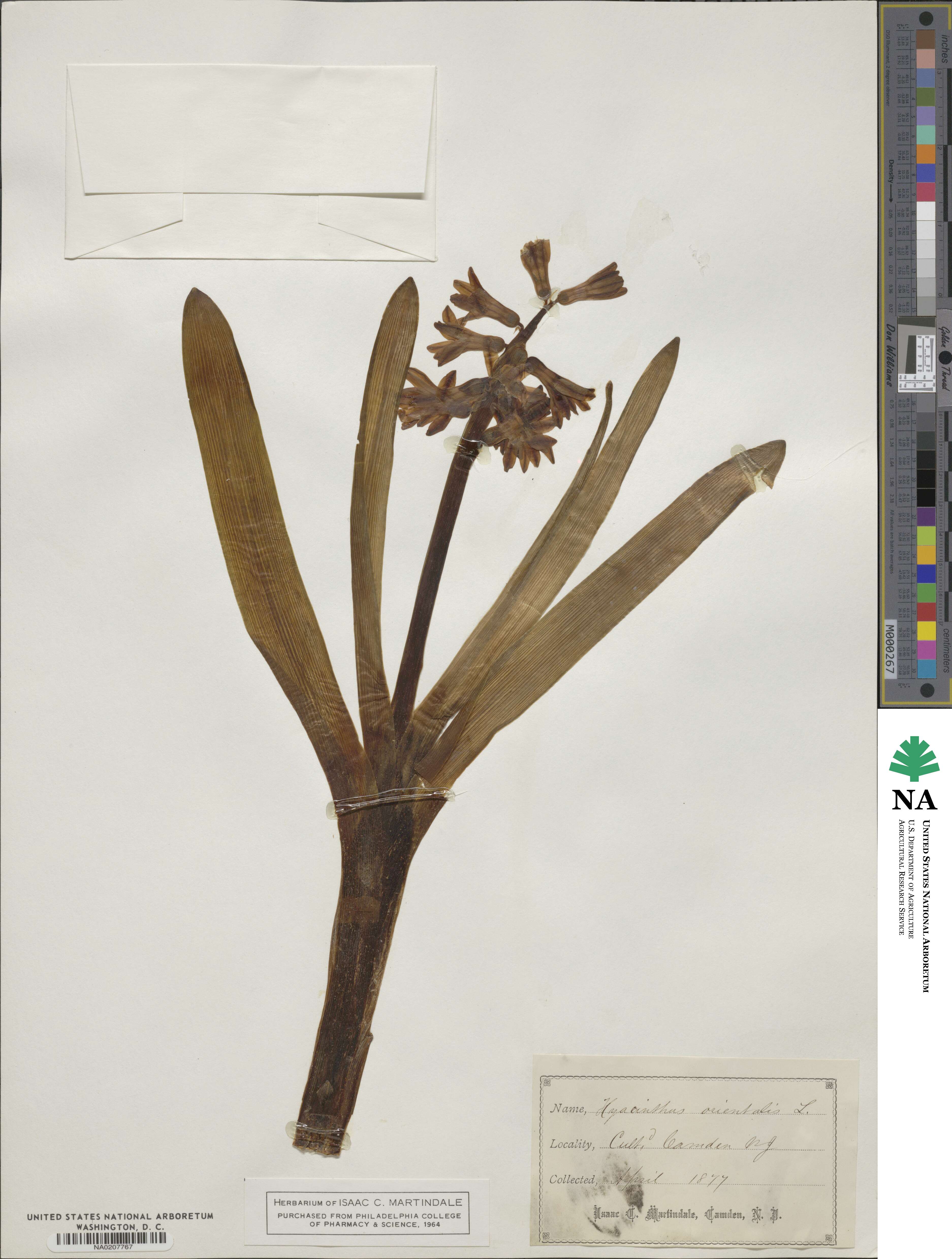 Hyacinthus image
