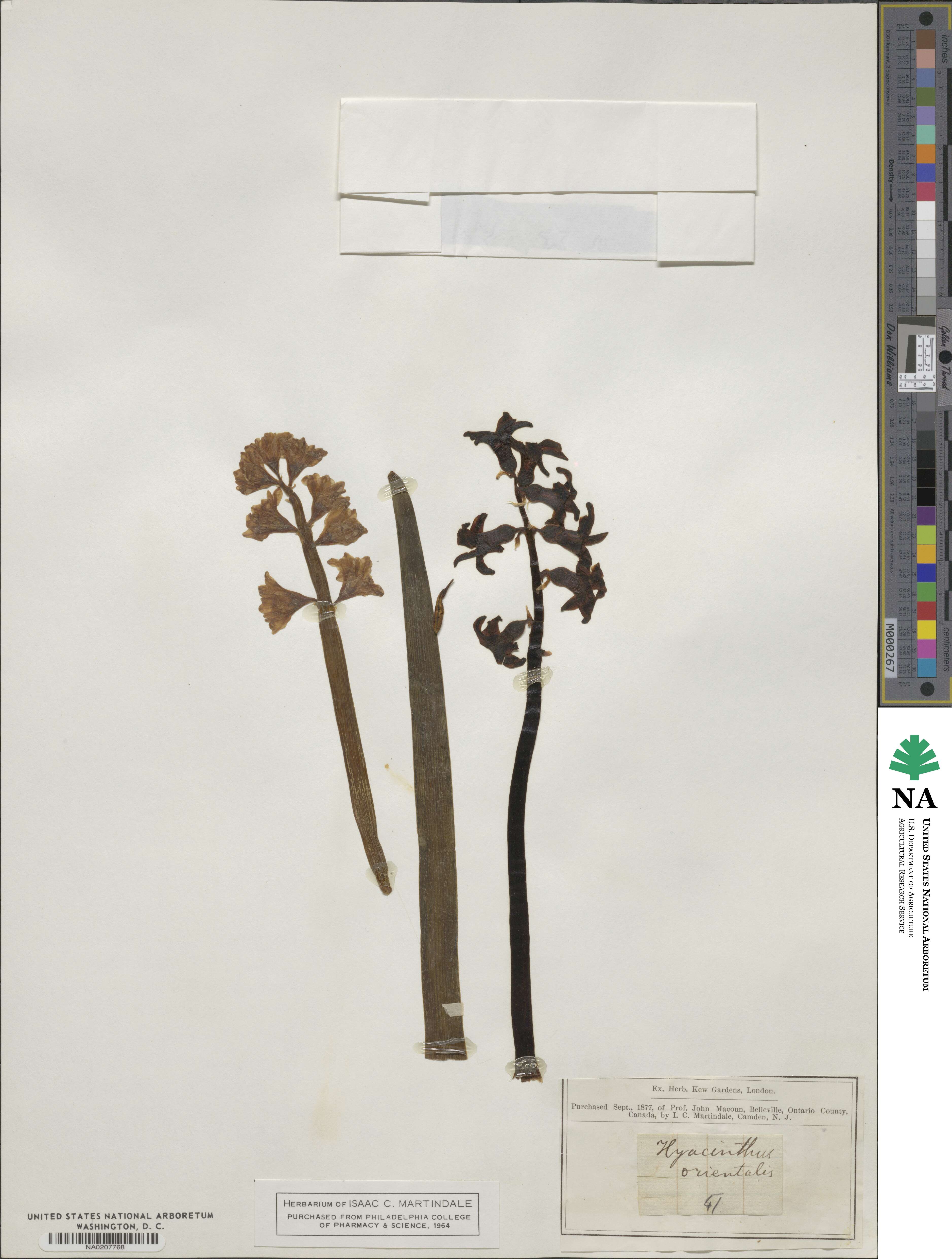 Hyacinthus orientalis image
