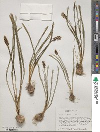 Muscari botryoides image