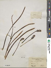 Muscari botryoides image