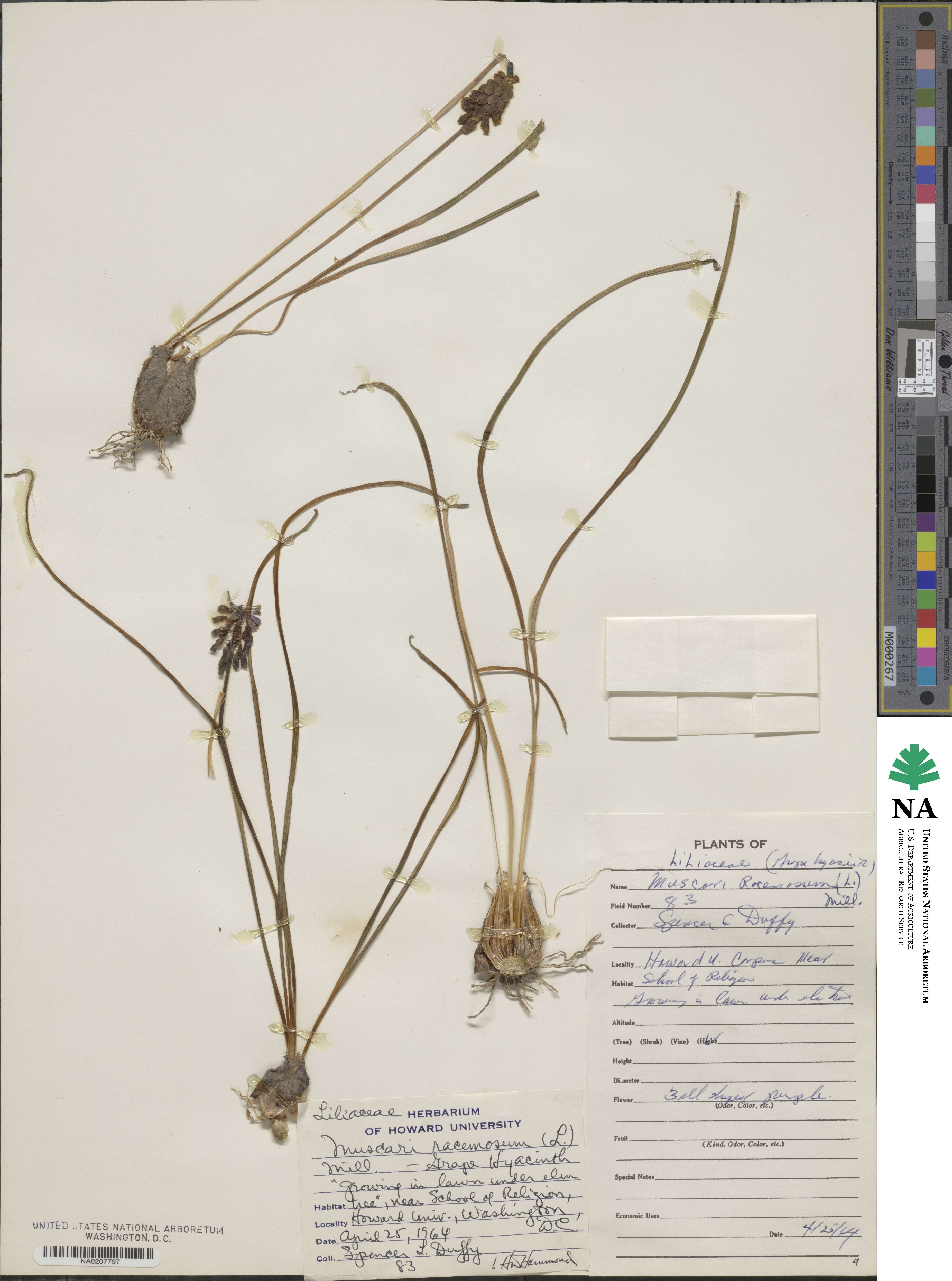 Muscari racemosum image