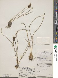 Muscari racemosum image