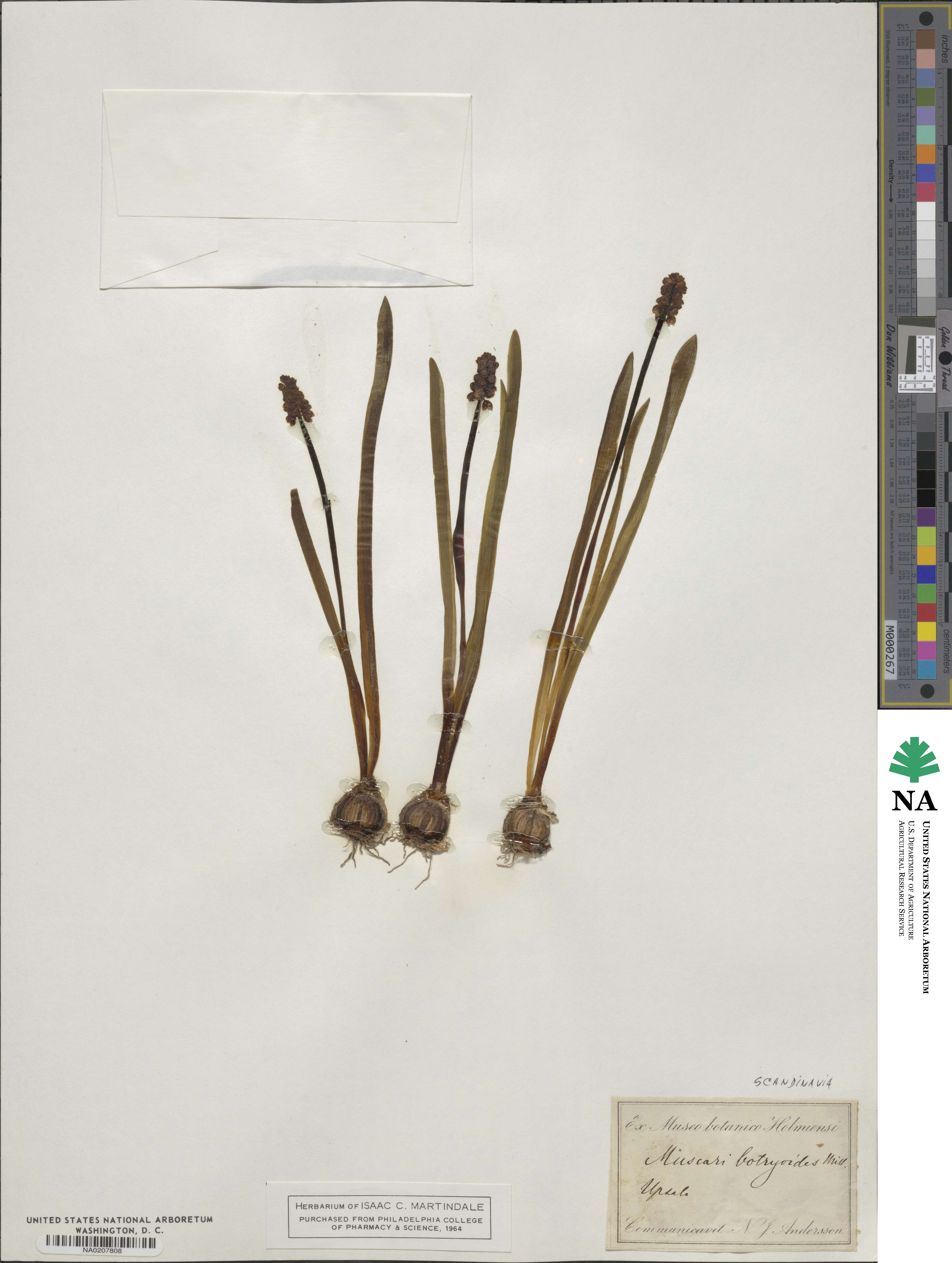 Muscari botryoides image