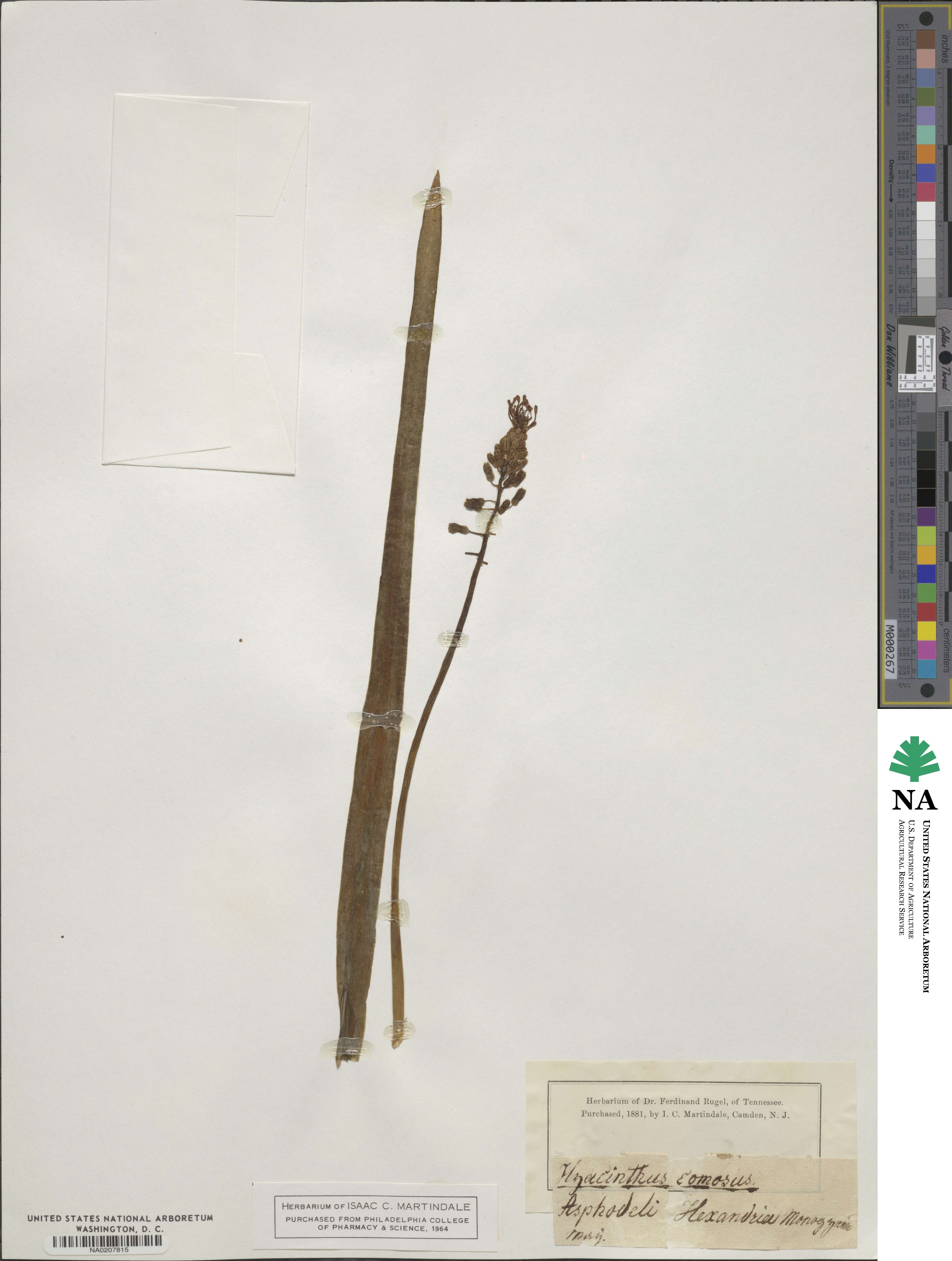 Muscari comosum image