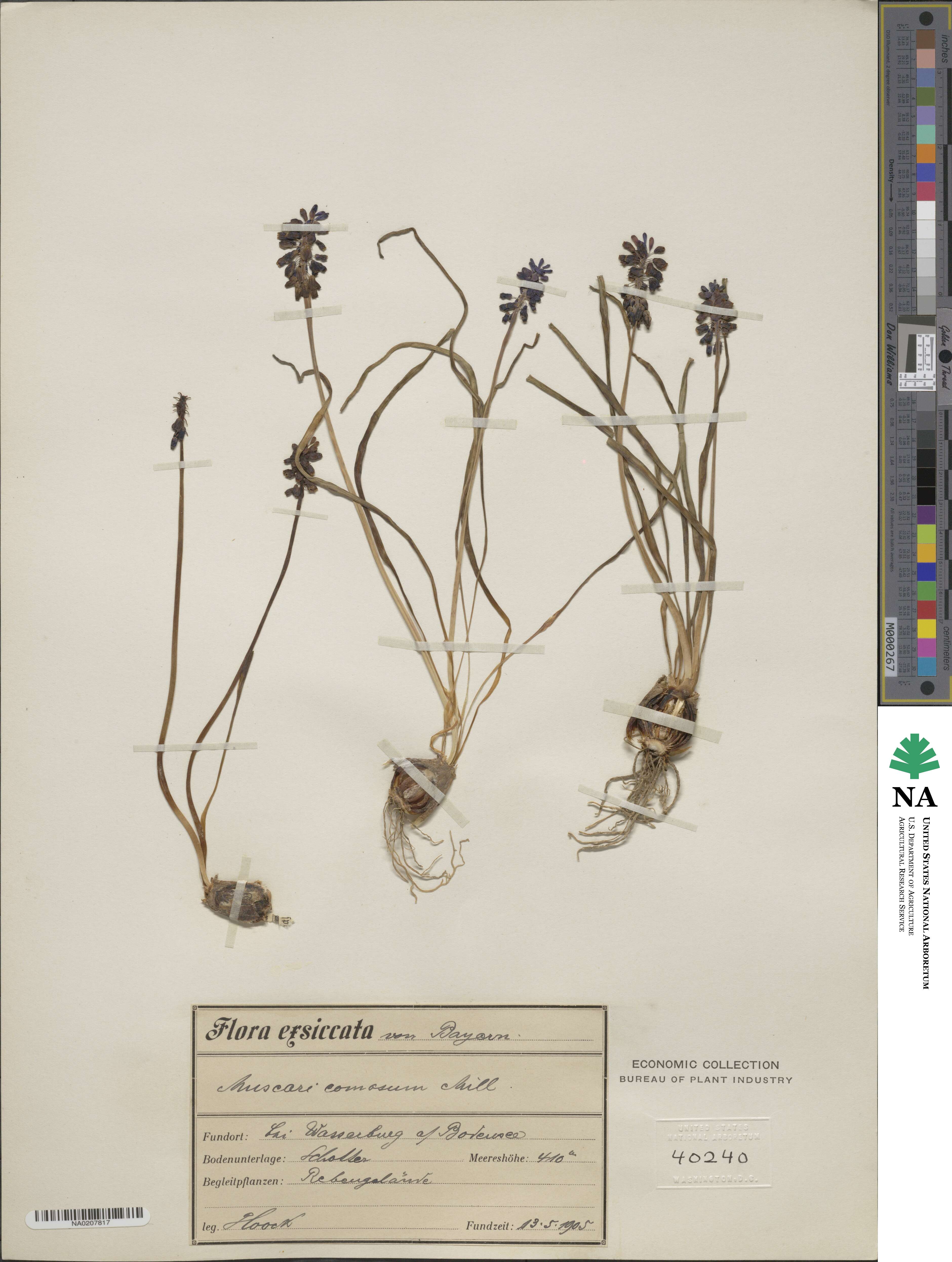 Muscari comosum image