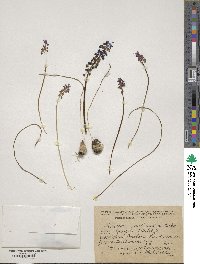 Image of Muscari szovitsianum