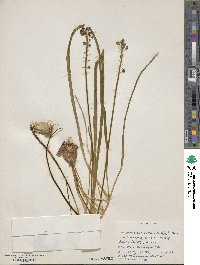 Muscari botryoides image