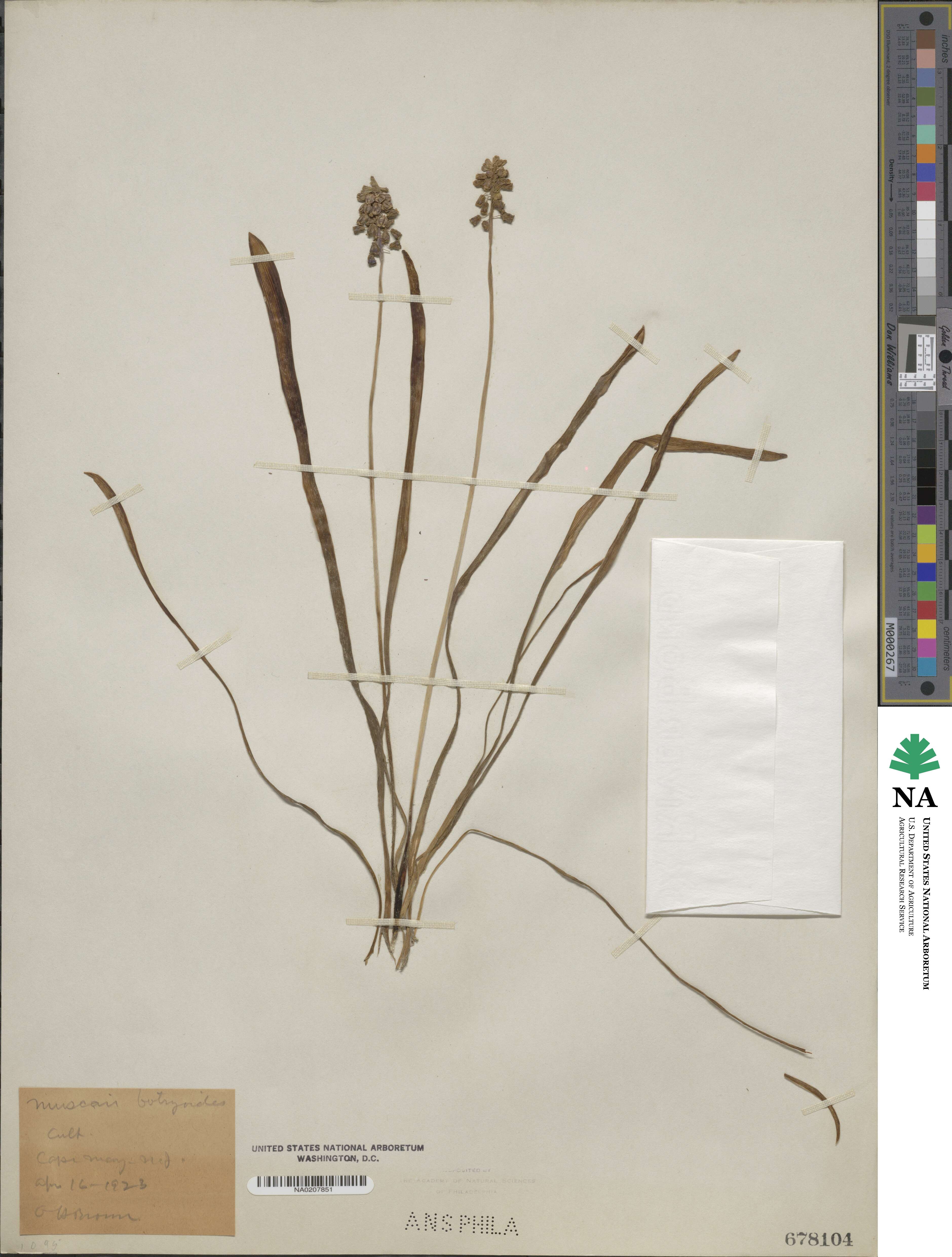 Muscari image
