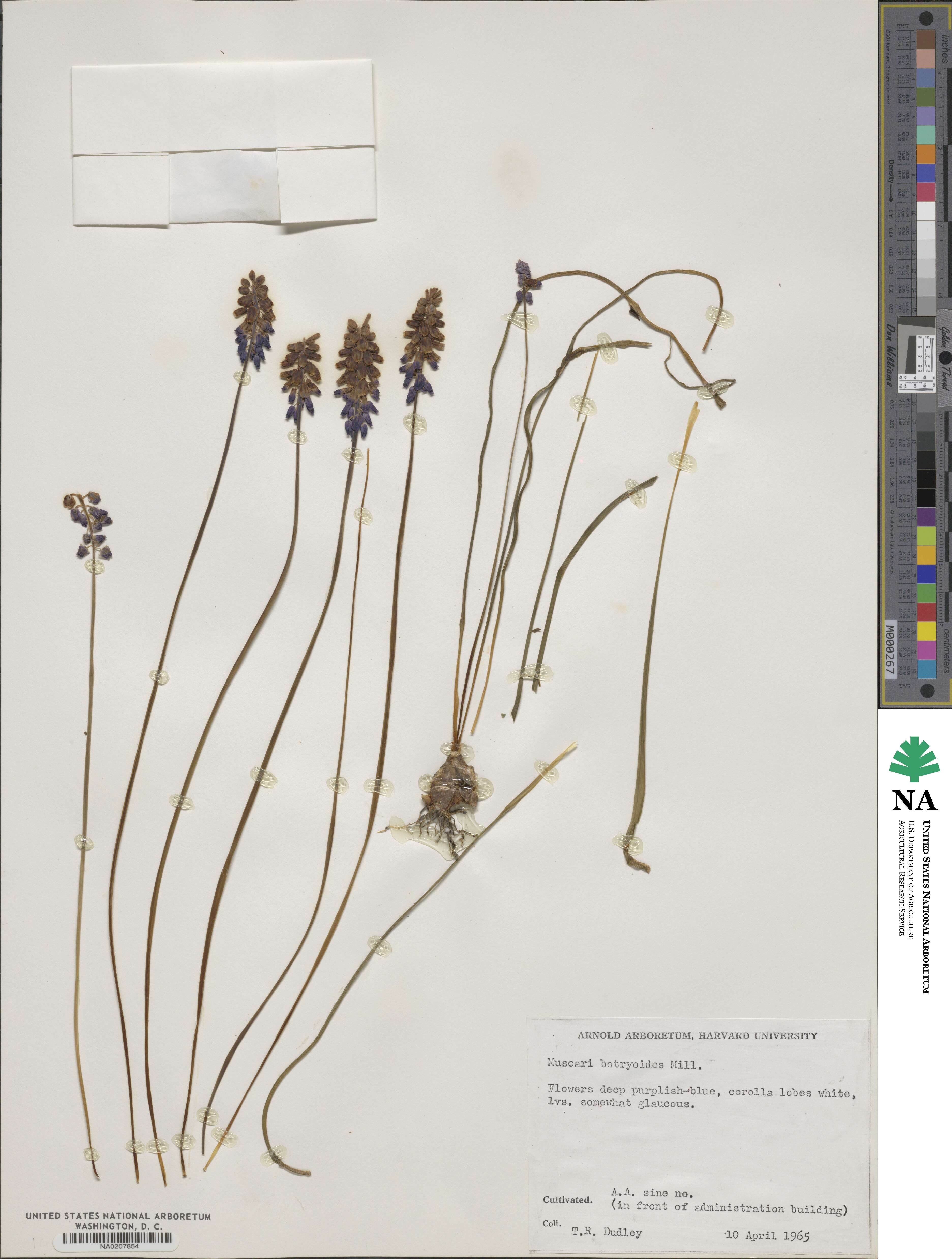 Muscari image