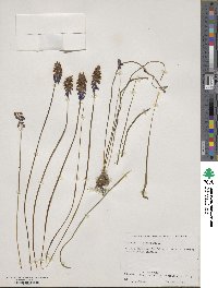 Muscari botryoides image