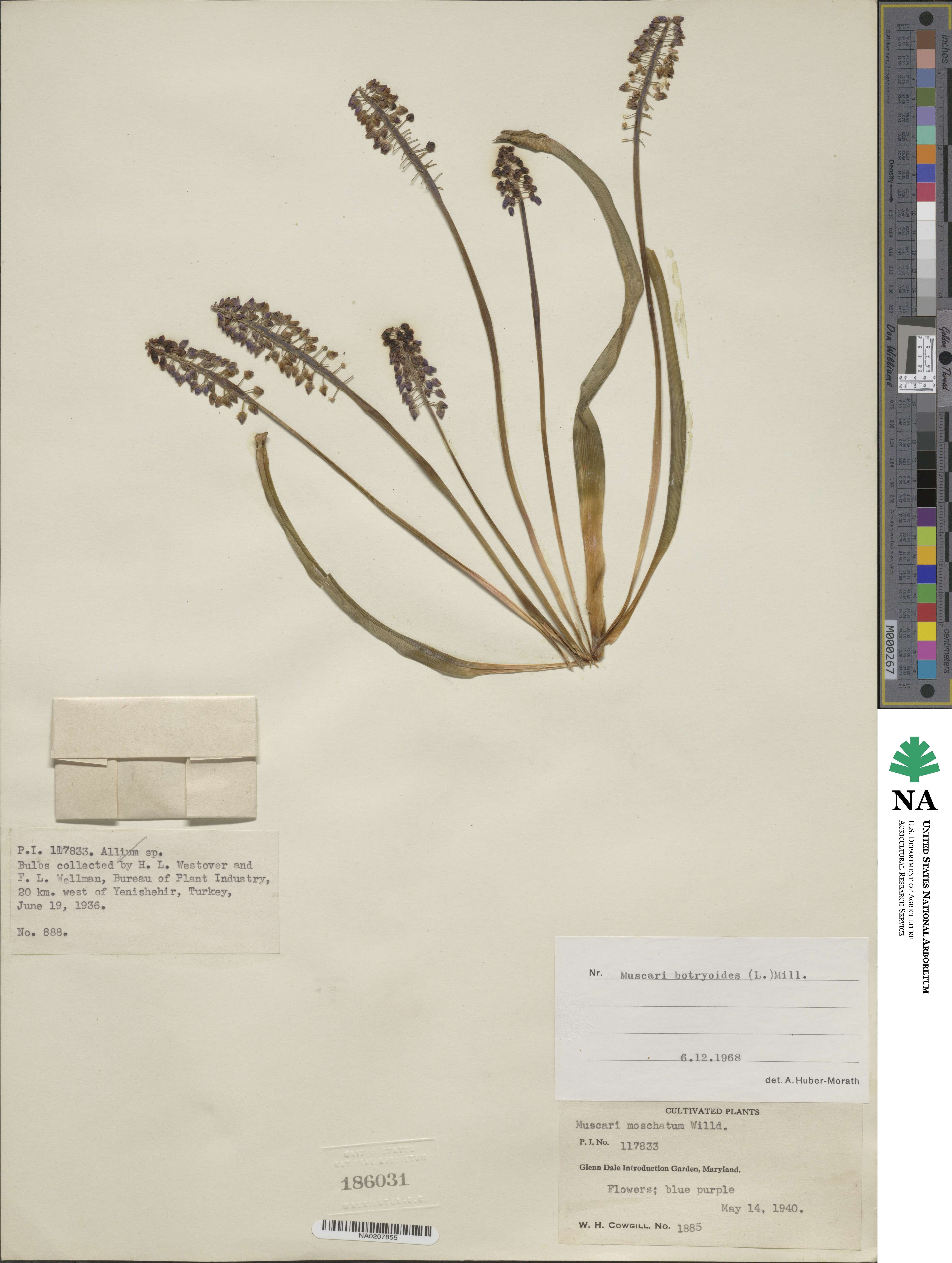 Muscari botryoides image