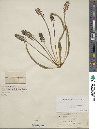 Muscari botryoides image