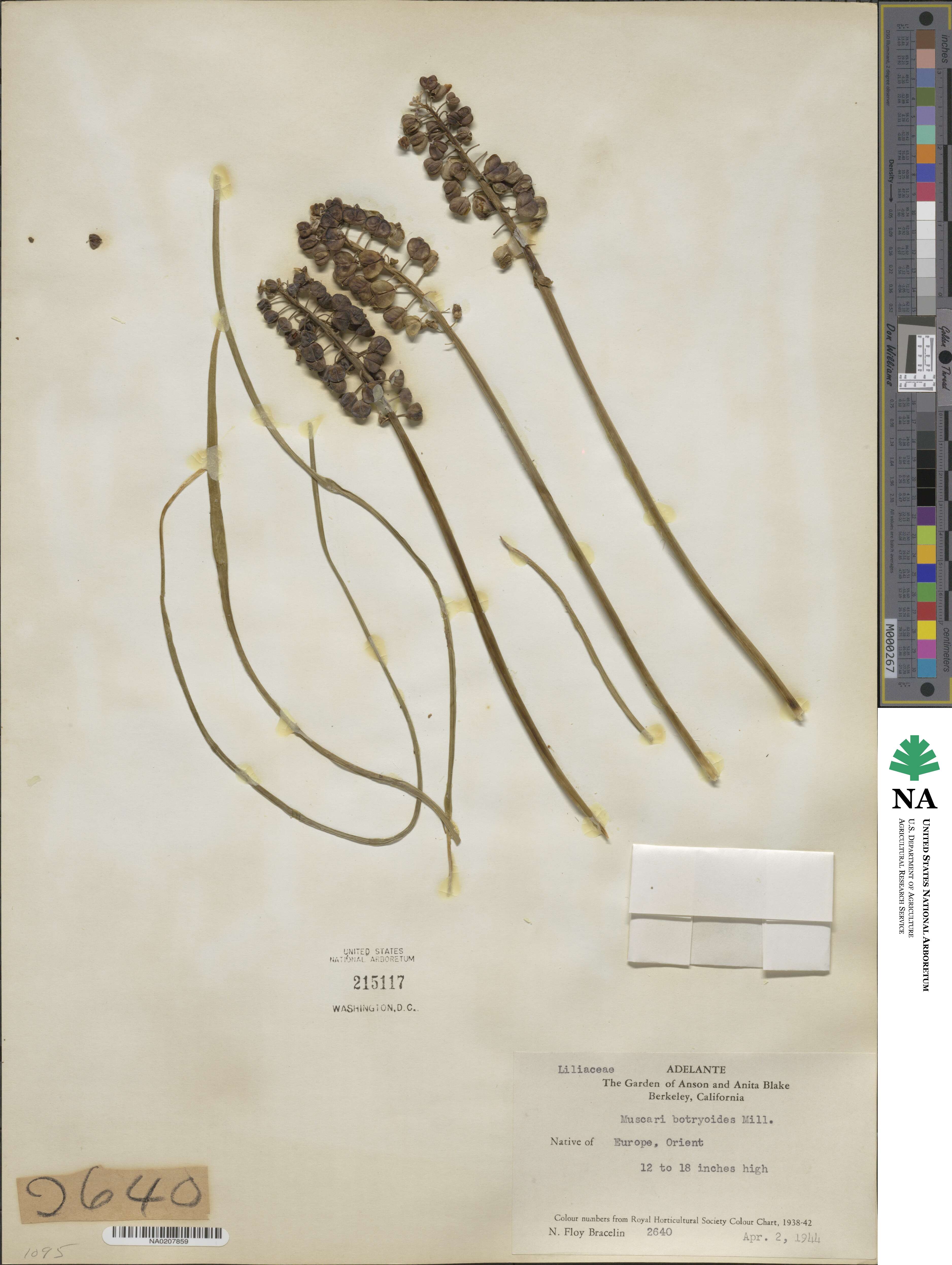 Muscari botryoides image