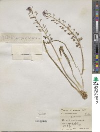 Muscari comosum image