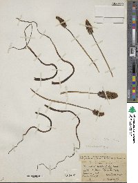 Image of Muscari commutatum