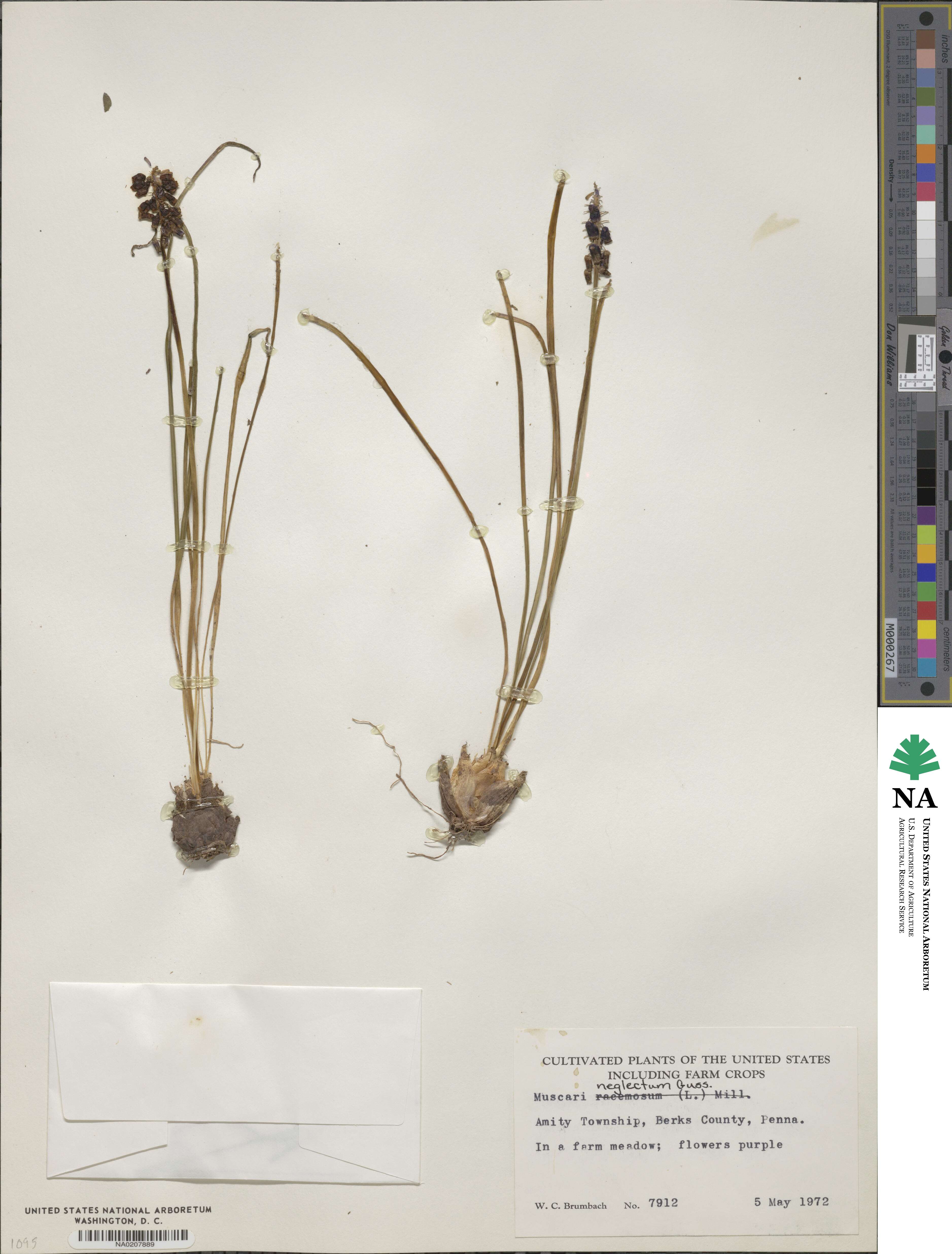 Muscari neglectum image