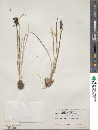 Muscari neglectum image