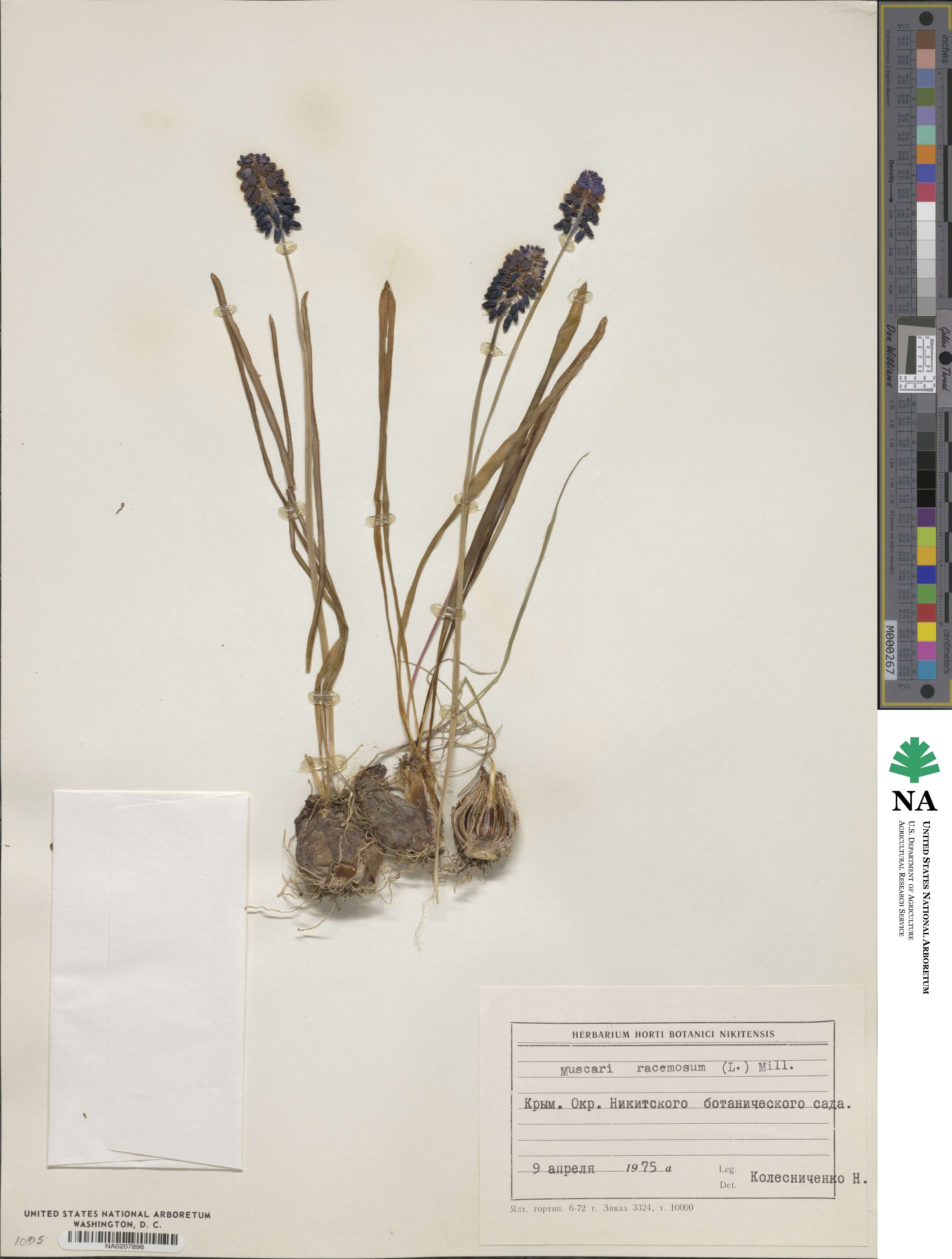 Muscari racemosum image