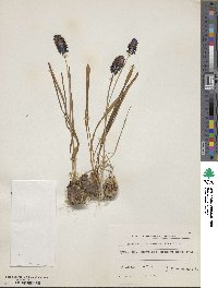 Muscari racemosum image