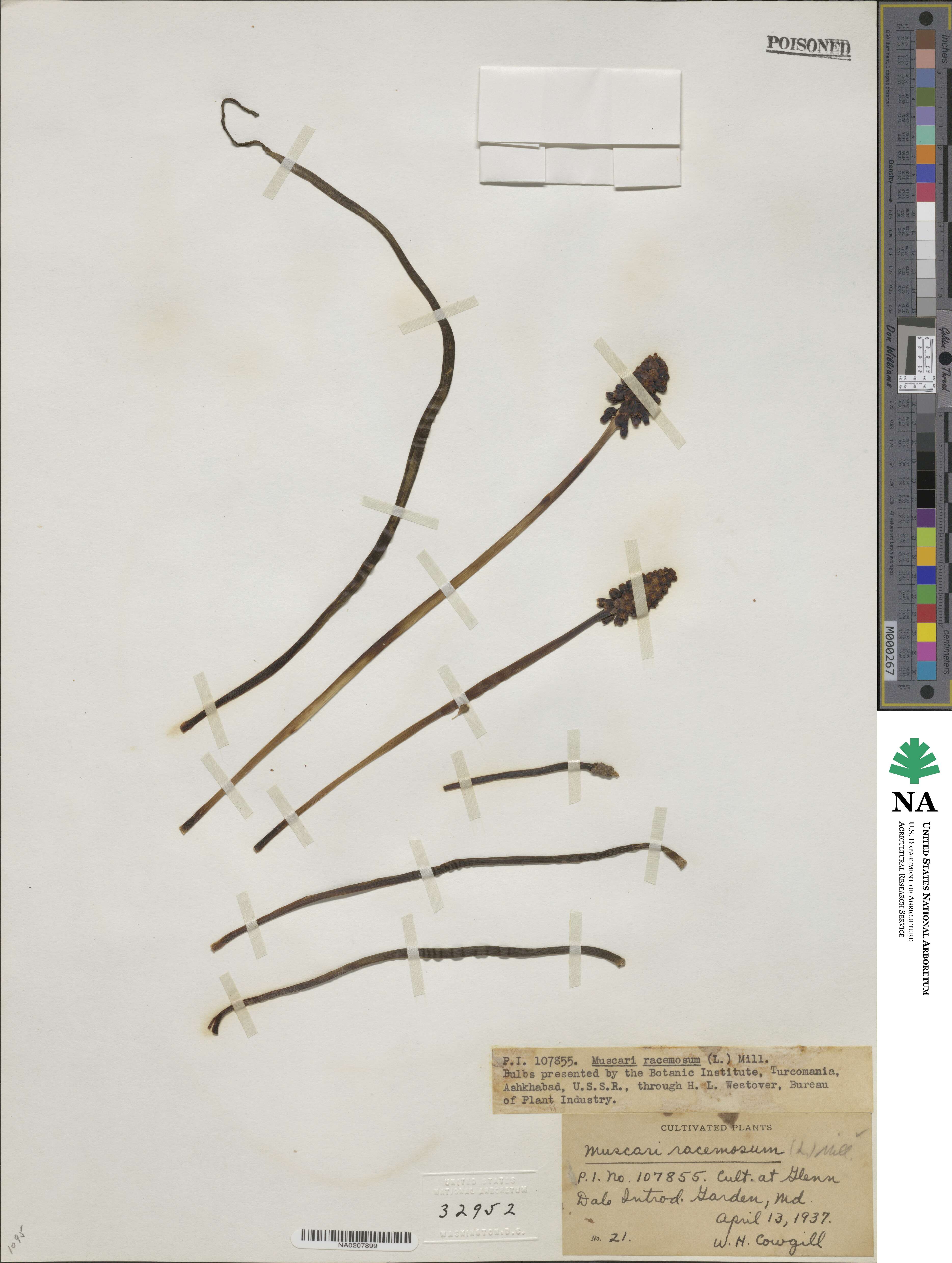 Muscari racemosum image