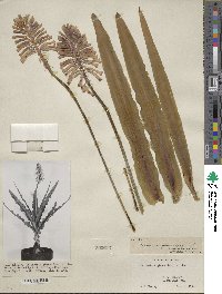 Image of Veltheimia capensis