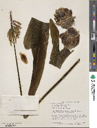 Veltheimia capensis image