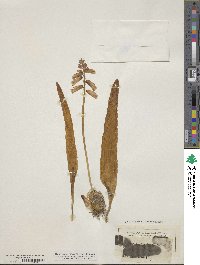 Lachenalia aloides image