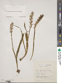 Image of Lachenalia glaucina