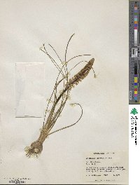 Image of Lachenalia contaminata