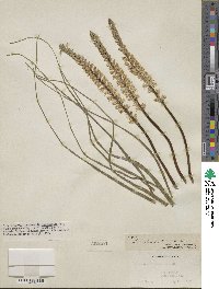 Lachenalia contaminata image