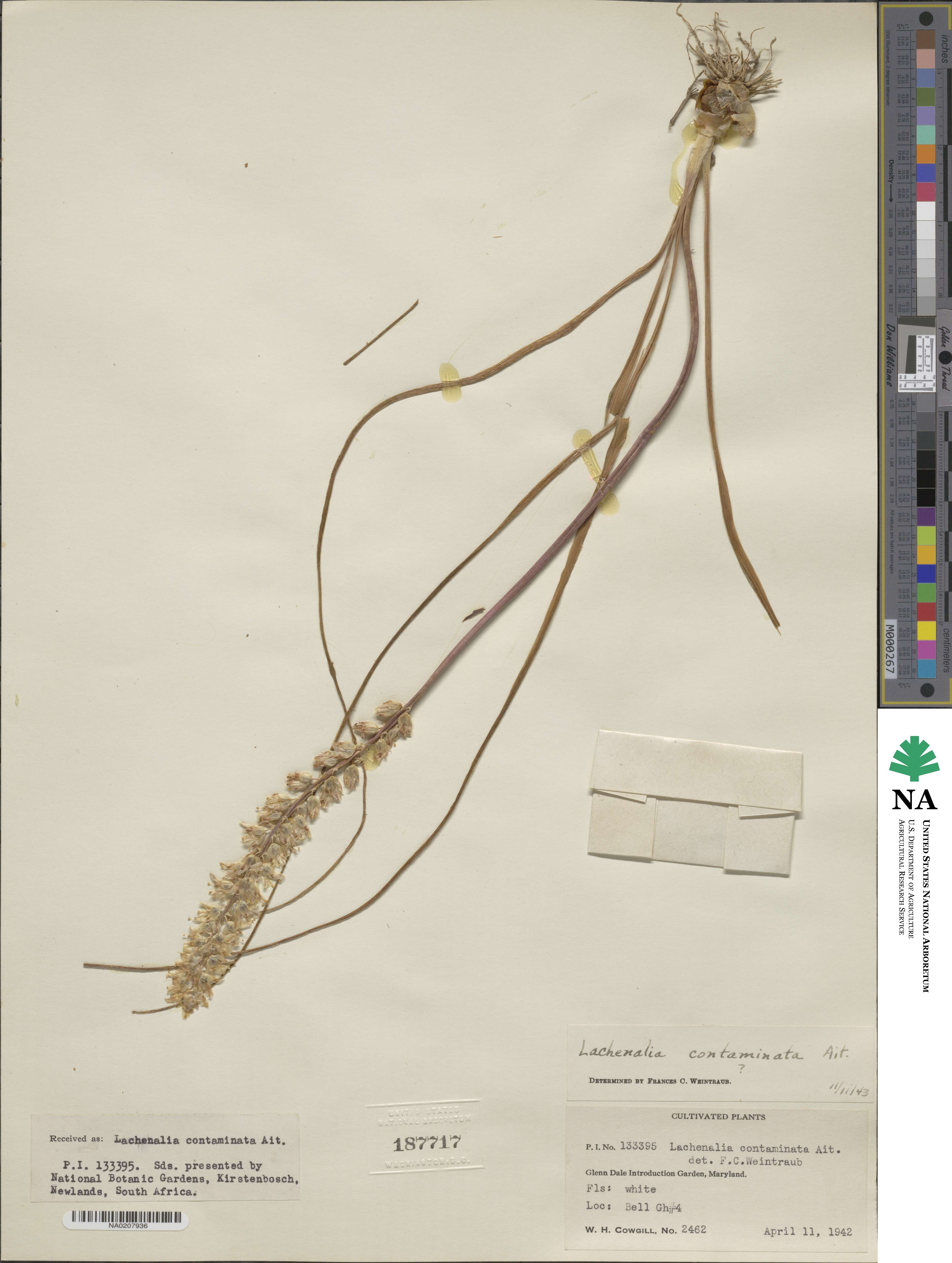 Lachenalia contaminata image