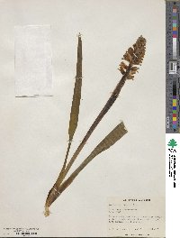 Lachenalia glaucina image